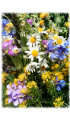Lipa Kwiat / Inflorescentia Tiliae /